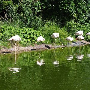 Greater flamingos (Phoenicopterus roseus), 2019-06-01