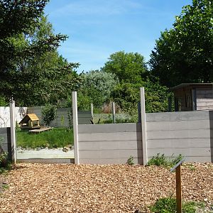 New Asian small-clawed otter exhibit, 2019-06-01