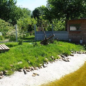 New Asian small-clawed otter exhibit, 2019-06-01