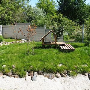 New Asian small-clawed otter exhibit, 2019-06-01