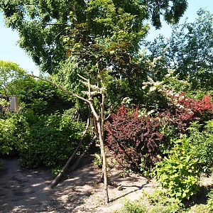 Ring-tailed coati exhibit, 2019-06-01
