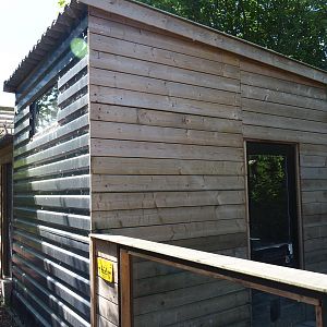 Ring-tailed coati barn, 2019-06-01