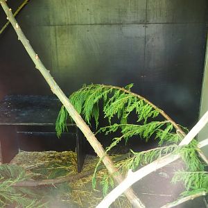 Desmarest's hutia indoor housing, 2019-06-01