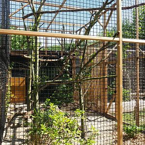 Eastern grey-cheeked hornbill aviary, 2019-06-01