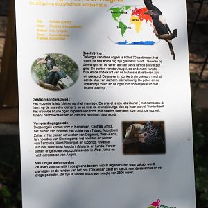 Sign Eastern grey-cheeked hornbill, 2019-06-01