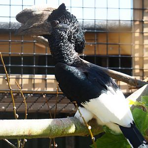 Male Eastern grey-cheeked hornbill (Bycanistes subcylindricus subquadratus), 2019-06-01