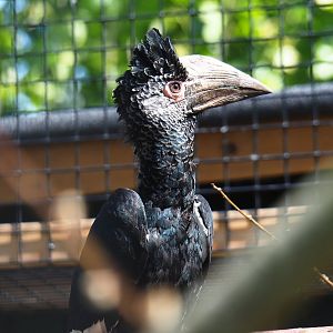 Female Eastern grey-cheeked hornbill (Bycanistes subcylindricus subquadratus), 2019-06-01
