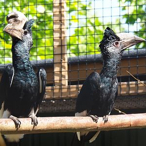 Eastern grey-cheeked hornbill pair (Bycanistes subcylindricus subquadratus), 2019-06-01