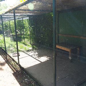 Caracal exhibit, 2019-06-01