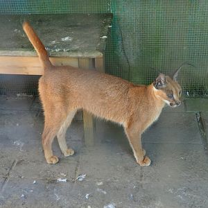 Caracal (Caracal caracal), 2019-06-01