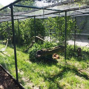 Caracal exhibit, 2019-06-01
