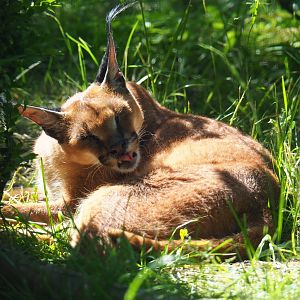 Caracal (Caracal caracal), 2019-06-01