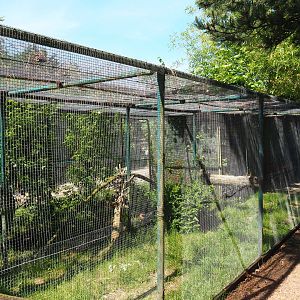Caracal exhibit, 2019-06-01