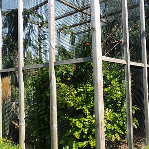 Prevost's squirrel exhibit, 2019-06-01