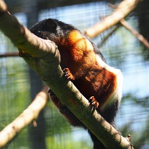 Prevost's squirrel (Callosciurus prevostii), 2019-06-01