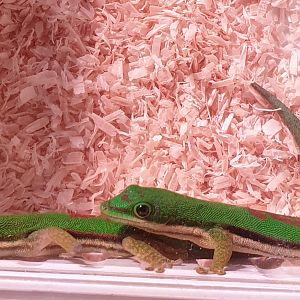 Phelsuma lineata