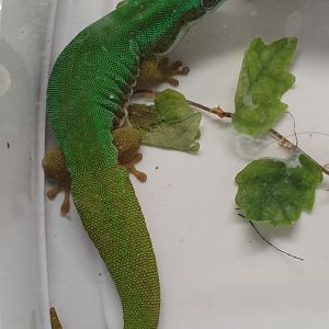Phelsuma nigristriata
