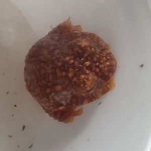 Wallace's flying frog - Rhacophorus nigropalmatus