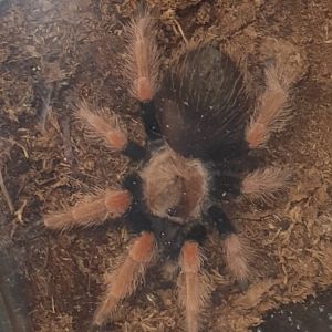 Brachypelma boehmei