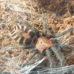 Guatamalan tiger rump - Davus pentaloris