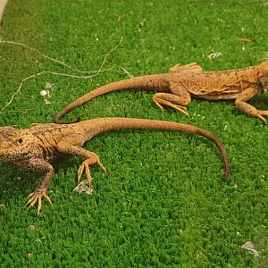 Phyrocephalus przewalski