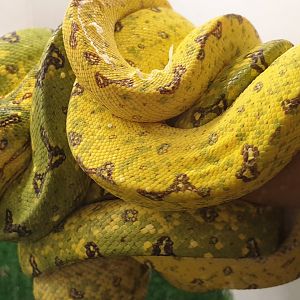 Morelia viridis - Biak Island