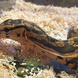 Varanus salvator - Alor island