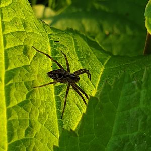 Nursery web spider - Pisaura mirabilis