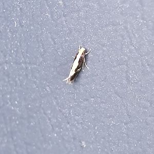 Some species of moth