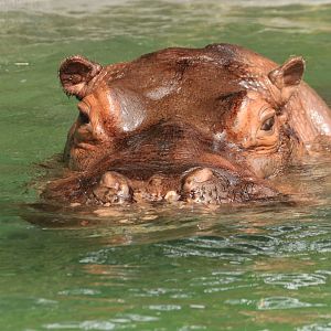 Hippo (June 2019)