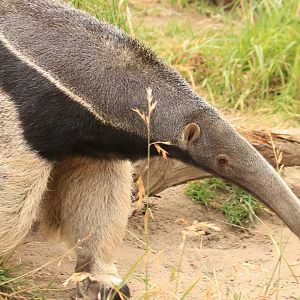 Giant anteater (June 2019)