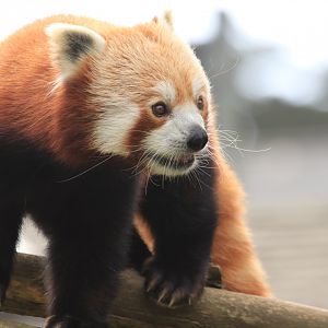 Red Panda (June 2019)