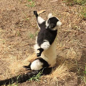 Black-and-white ruffed lemur (June 2019)