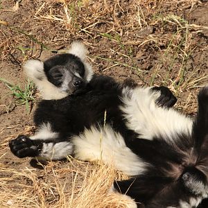 Black-and-white ruffed lemur (June 2019)