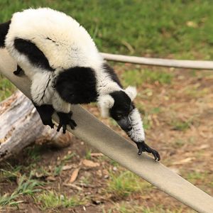 Black-and-white ruffed lemur (June 2019)