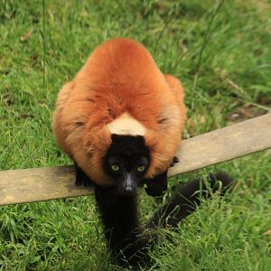 Red ruffed lemur (June 2019)