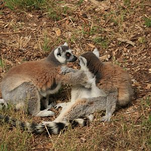 Ring-tailed lemur (June 2019)