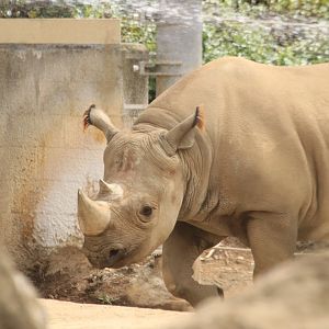 Black rhino (June 2019)