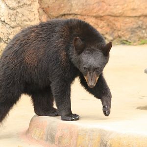 American black bear (June 2019)