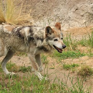 Mexican gray wolf (June 2019)
