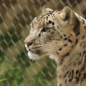 Snowleopard (June 2019)