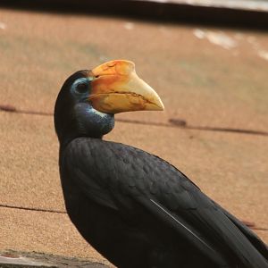 Hornbill (June 2019)