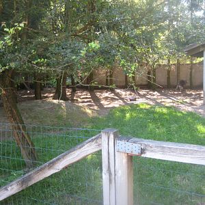Skærup Zoo - Red-necked wallaby exhibit