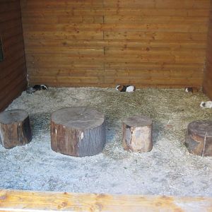 Skærup Zoo - Domestic guinea pig exhibit