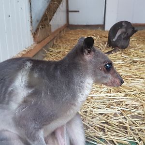 Greater forest wallabies - aka Hagen's wallabie