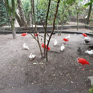 Ibisses and Mandarin ducks