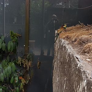 European bee-eater on breeding-wall