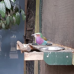 Lilac-breasted roller