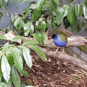 allen's gallinule (Porphyrio alleni)