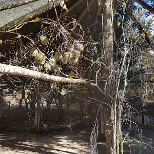 Village weaver breeding-colony